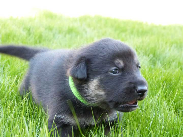 chinook dog